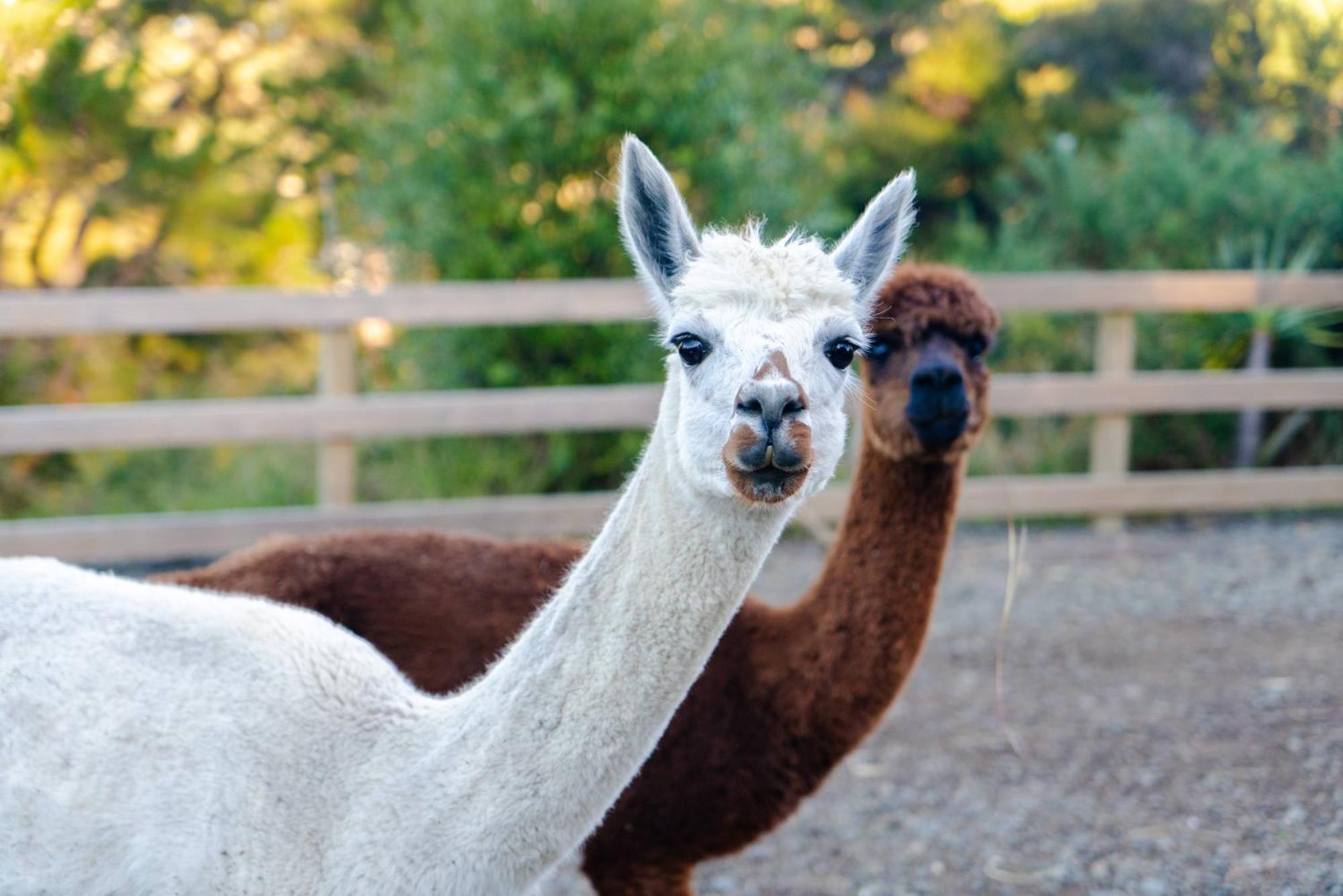 Ferienwohnung Alpaca Manor Auckland Exterior foto