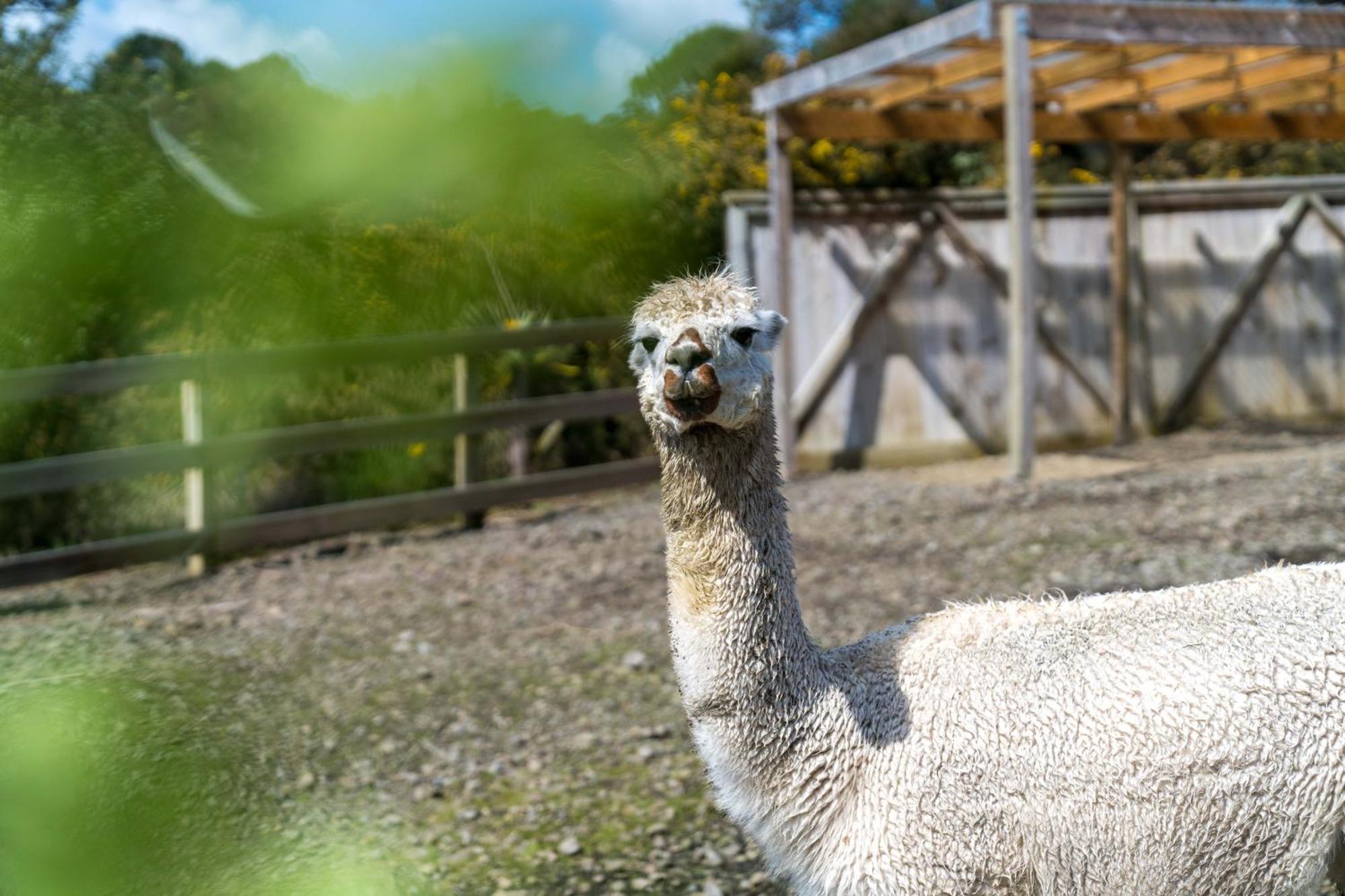 Ferienwohnung Alpaca Manor Auckland Exterior foto